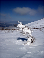 Гармония белого