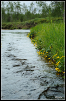 Желтые берега