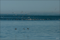 Терра Инкогнита (2)