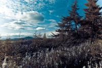 Одинокий гитарист