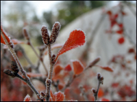 Утренний мороз