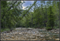 В таежной глуши