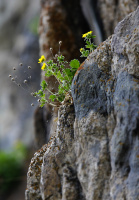 Цветы на камнях