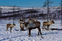 Мчатся рога и копыта.