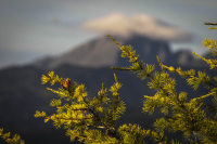 нежные колючие и громадности