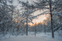 В зимнем лесу