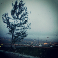 одинокое деревцо