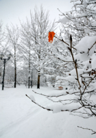 Будем жить...