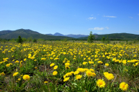 Одуванчиковая поляна