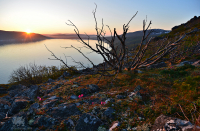 Колымский бонсай