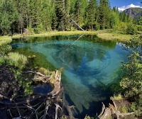 Там чудеса, там леший бродит..