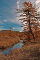 Просинь отражалась в зеркале ручья...