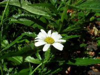 о лете...раз