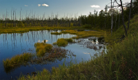 На болотах все как прежде...
