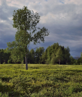 Перед грозой