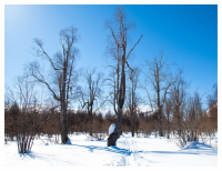 Лесной оркестр