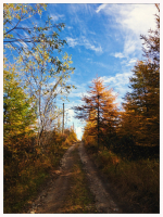 Осенняя фантазия