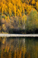 По белым клавишам берез...