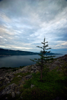 о одиноком дереве