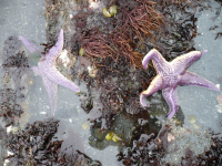 Морские звезды