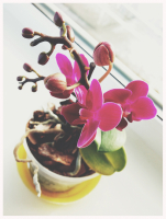 Маленькая принцесса