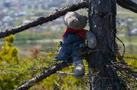 оторвали мишке лапы