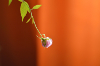 Новая жизнь