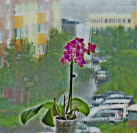 дождь слёзы льёт((...