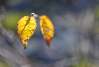 ушедшая осень