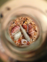 морские сокровища