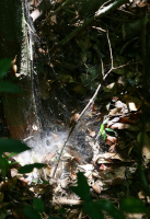 про окраины Лихолесья