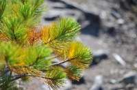 ушедшие краски осени