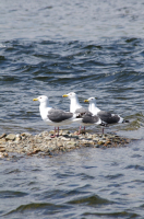 Три подружки