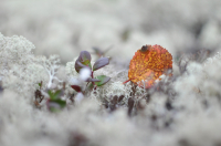 *осеннее подножное