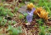 нежность лепестков