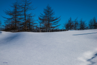 В ожидании весны