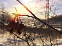 #маскаскорби #сопкакрутая
