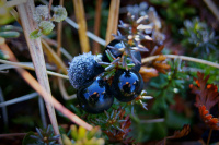 Найди фотографа