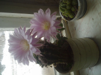 Цвету 1 раз в 100 лет )