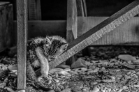 Сон о судьбе....