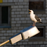 Будильник на пять утра