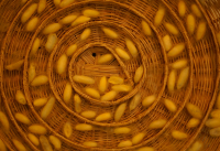 будущий шёлк