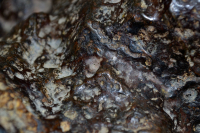 Инопланетный гость