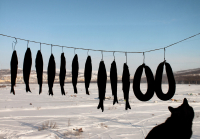 Сытая жизнь