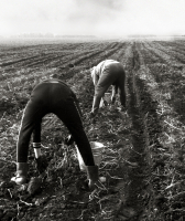 Небось картошку все мы уважаем