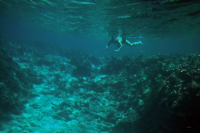 взгляд глазами акулы