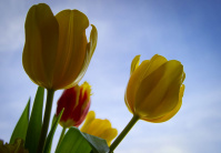 желтама тюльпанэ