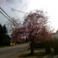 never in a million years