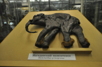 Мамонтенок Дима