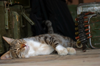 сон в летний день